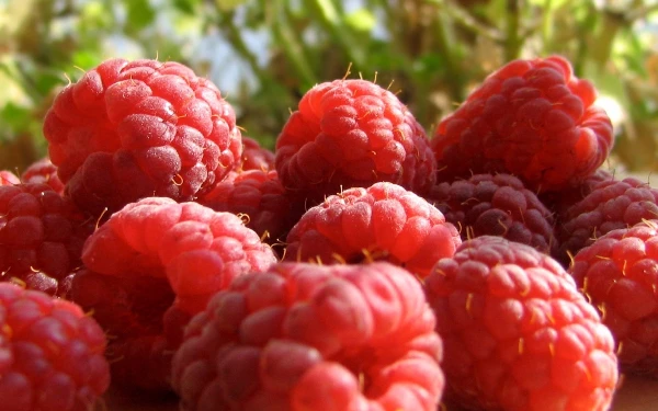 Price of British Raspberries and Blackberries Drops Slightly to $7,995 per Ton